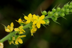 Agrimonia bracteata