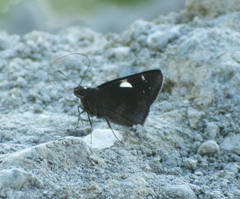 Notocrypta feisthamelii