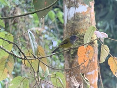 Cnemoscopus rubrirostris