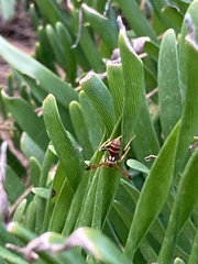 Mischocyttarus mexicanus cubicola