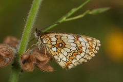 Melitaea celadussa