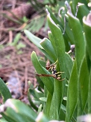 Mischocyttarus mexicanus cubicola