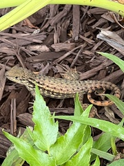 Leiocephalus carinatus