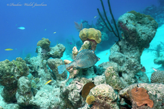 Acanthostracion polygonium