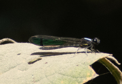 Aristocypha trifasciata