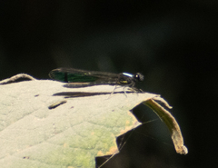 Aristocypha trifasciata
