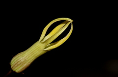 Riocreuxia polyantha