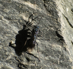 Symphyta