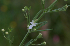 Teucrium trifidum