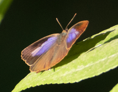 Arhopala bazalus