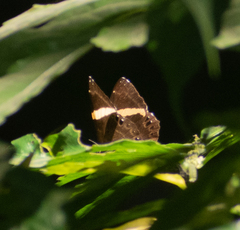 Abisara fylla