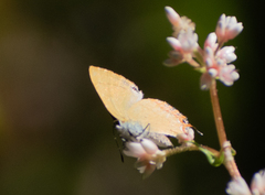 Heliophorus epicles