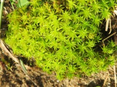 Syntrichia ruraliformis