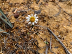 Chaetanthera albiflora
