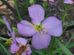 Rhexia aristosa