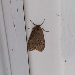 Paleacrita merriccata