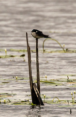 Tachycineta albilinea