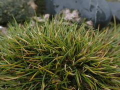 Deschampsia antarctica