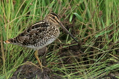 Gallinago nigripennis