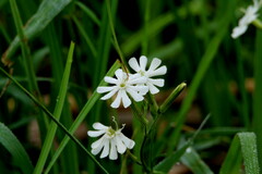 Silene undulata