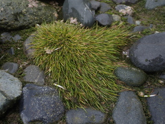 Deschampsia antarctica