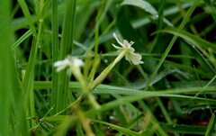 Silene undulata