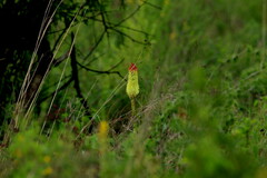 Kniphofia ensifolia