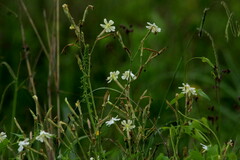 Silene undulata