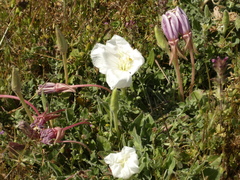 Oenothera acaulis
