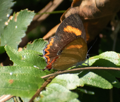 Heliophorus epicles