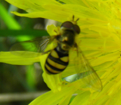 Metasyrphus