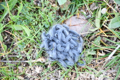 Thaumetopoea herculeana