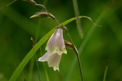 Gladiolus papilio