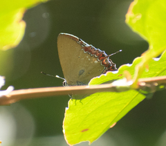 Heliophorus epicles
