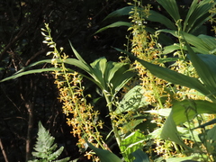 Cephalantheropsis obcordata