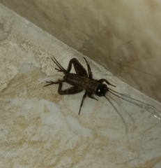 Eumodicogryllus bordigalensis