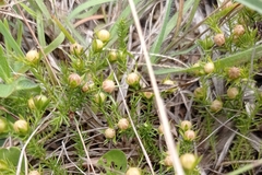 Cliococca selaginoides