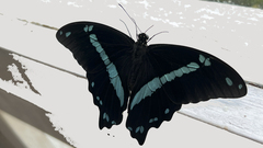 Papilio nireus