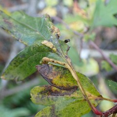 Phyllocoptes goniothorax