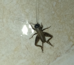 Eumodicogryllus bordigalensis