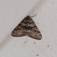 Phigalia denticulata