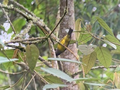 Cnemoscopus rubrirostris