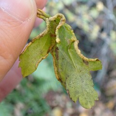 Phyllocoptes goniothorax