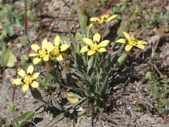 Sisyrinchium graminifolium