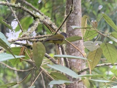 Cnemoscopus rubrirostris