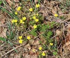 Potentilla heptaphylla