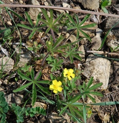 Potentilla heptaphylla