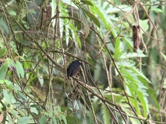 Ochthoeca cinnamomeiventris
