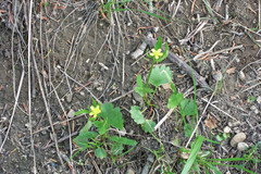 Ranunculus inamoenus inamoenus