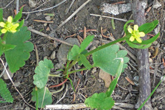 Ranunculus inamoenus inamoenus